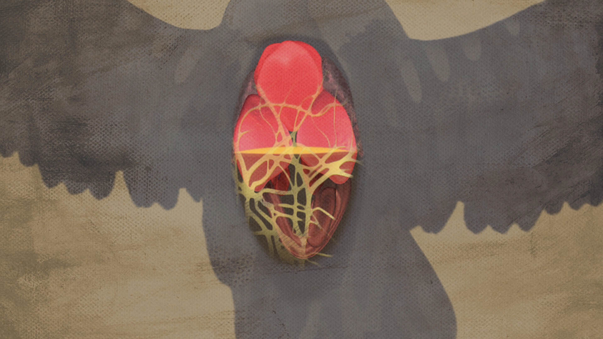 Colorful 2D illustration showing the liver, lungs, and heart of a vulture, in the style of old medical illustrations.